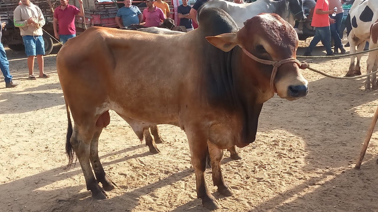 FEIRA DO GADO EM CAMPINA GRANDE-PB 11-03-2026 