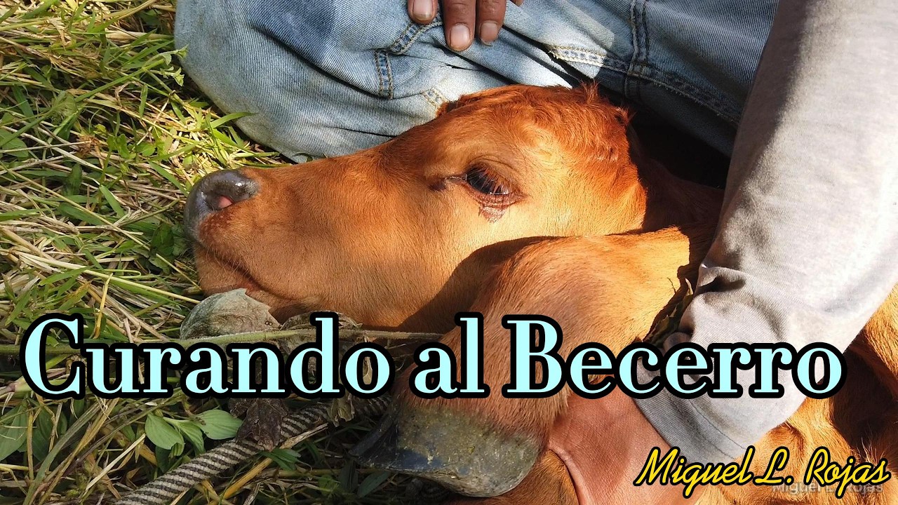 Curando al Becerro