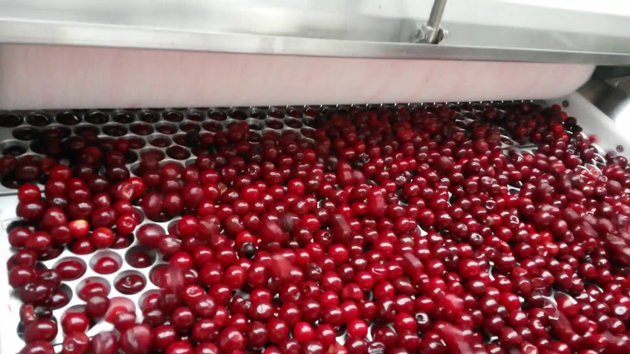Sour cherry line 3
