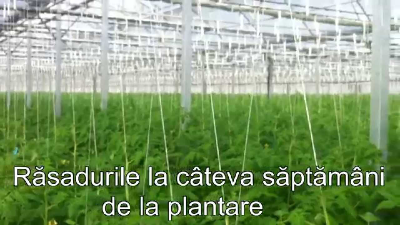 Cum se construieste o sera ultramoderna