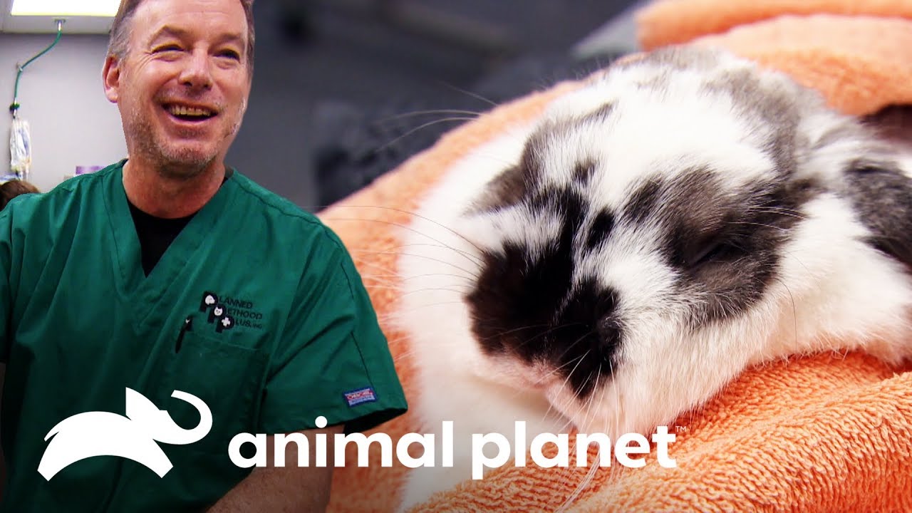 ¡Veterinario descubre que mascota tenía el sexo equivocado! | Dr. Jeff, Veterinario | Animal Planet