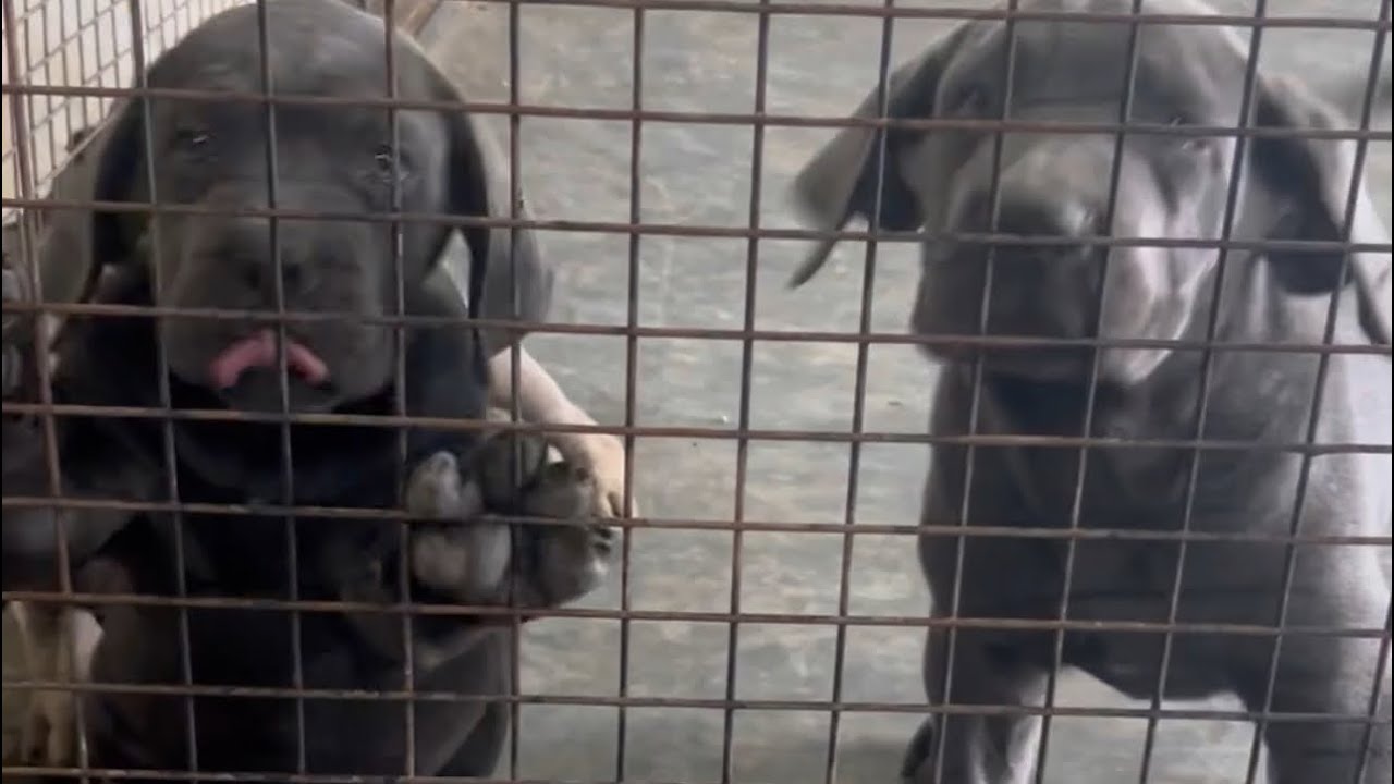 04- The CANE Corner kennel tour of puppies/ lactating mothers and females in season section