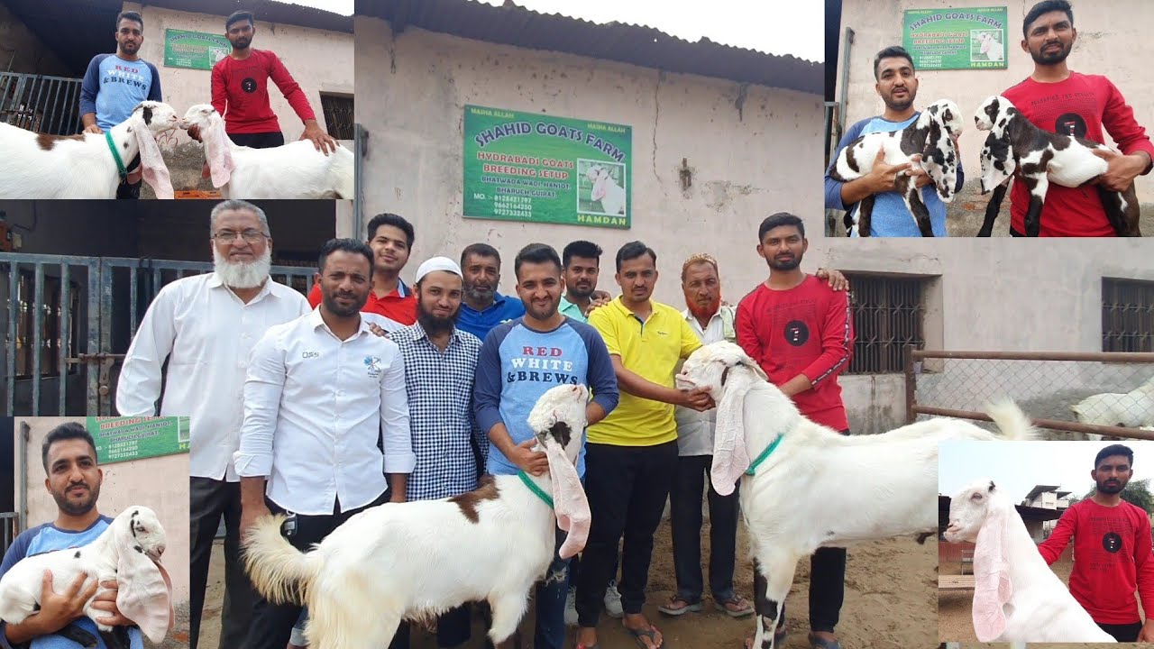 Hindustan Ka Sabse Shandhaar Hyderabadi Breeding Setup Gujarat | Shahid Goat Farm.