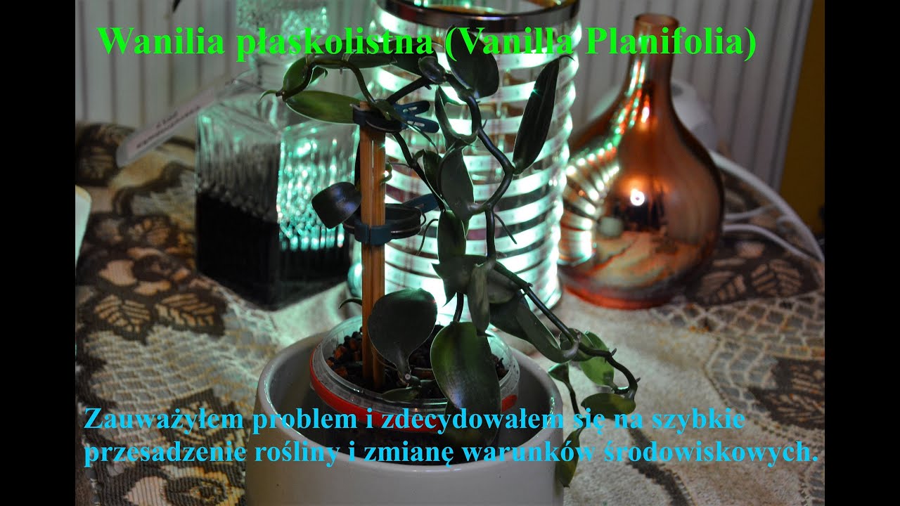 Wanilia płaskolistna (Vanilla Planifolia). Słów kilka o roślinie, nie przyprawie. Problem z liśćmi.