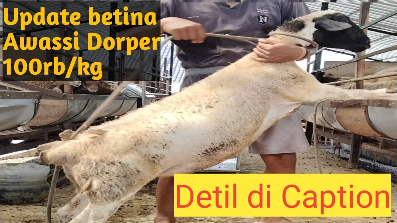 Betina Awassi Dorper Kiloan. Sudah Koloni dengan Awassi Fullblood