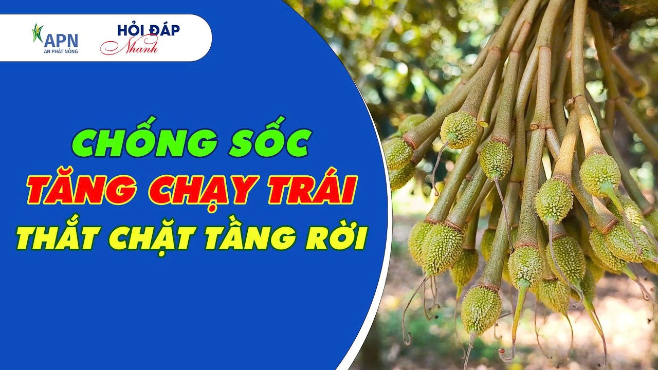 APN - CHỐNG SỐC - TĂNG CHẠY TRÁI - THẮT CHẶT TẦNG RỜI