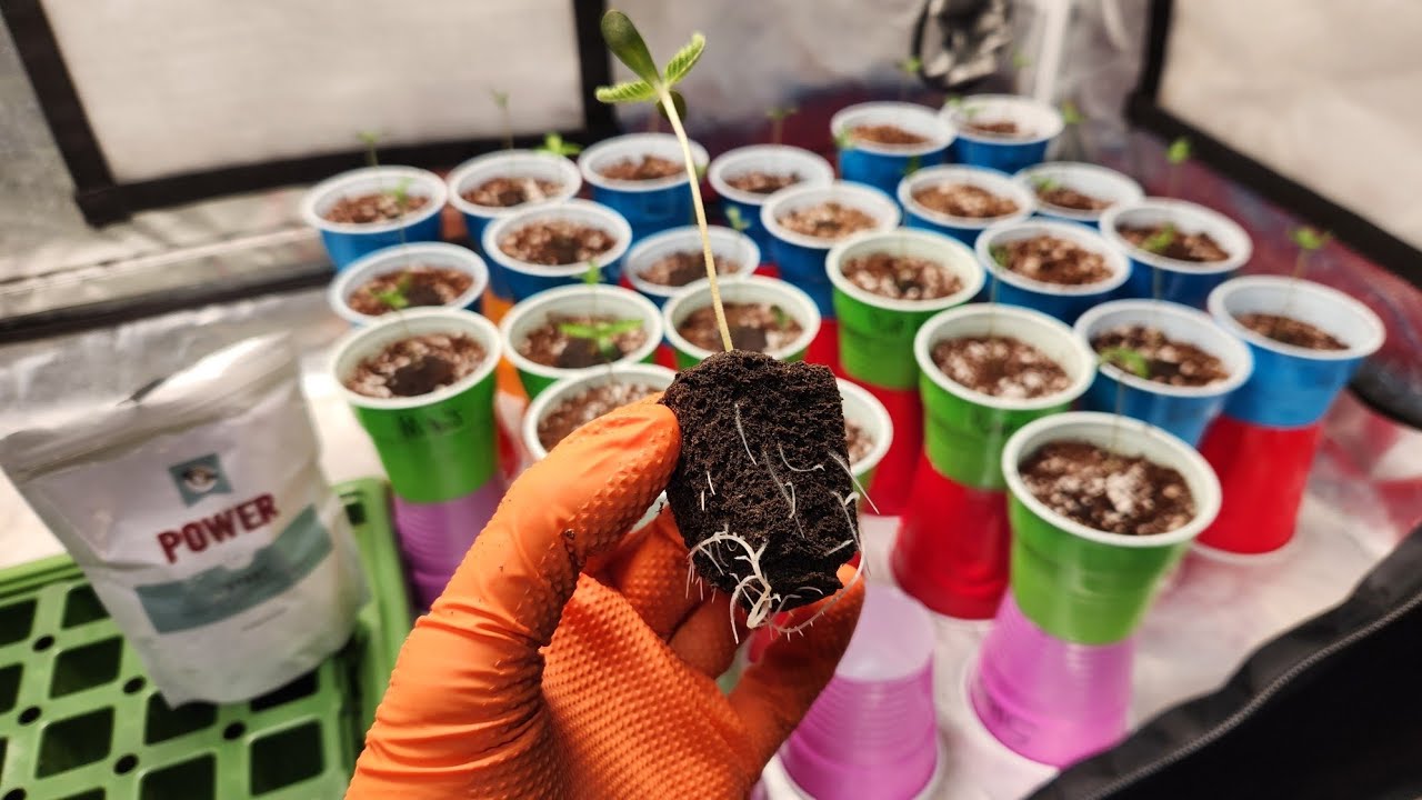 Рост продолжается: от корневых кубиков до одноразовых стаканчиков | Solfire Gardens