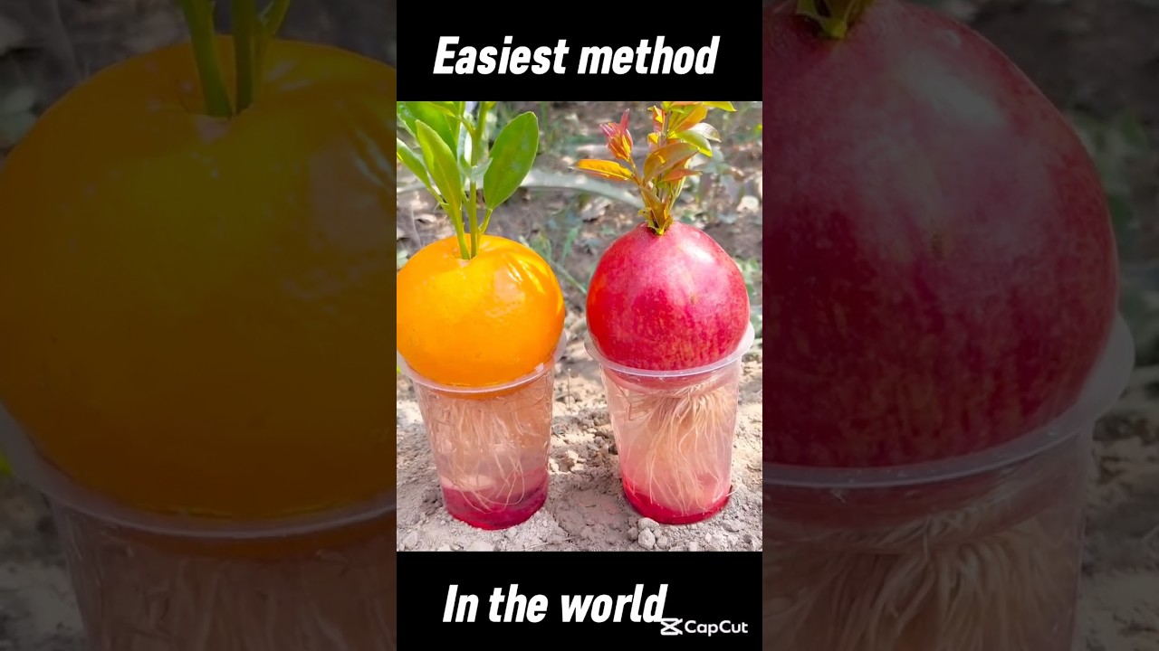 #orangetree