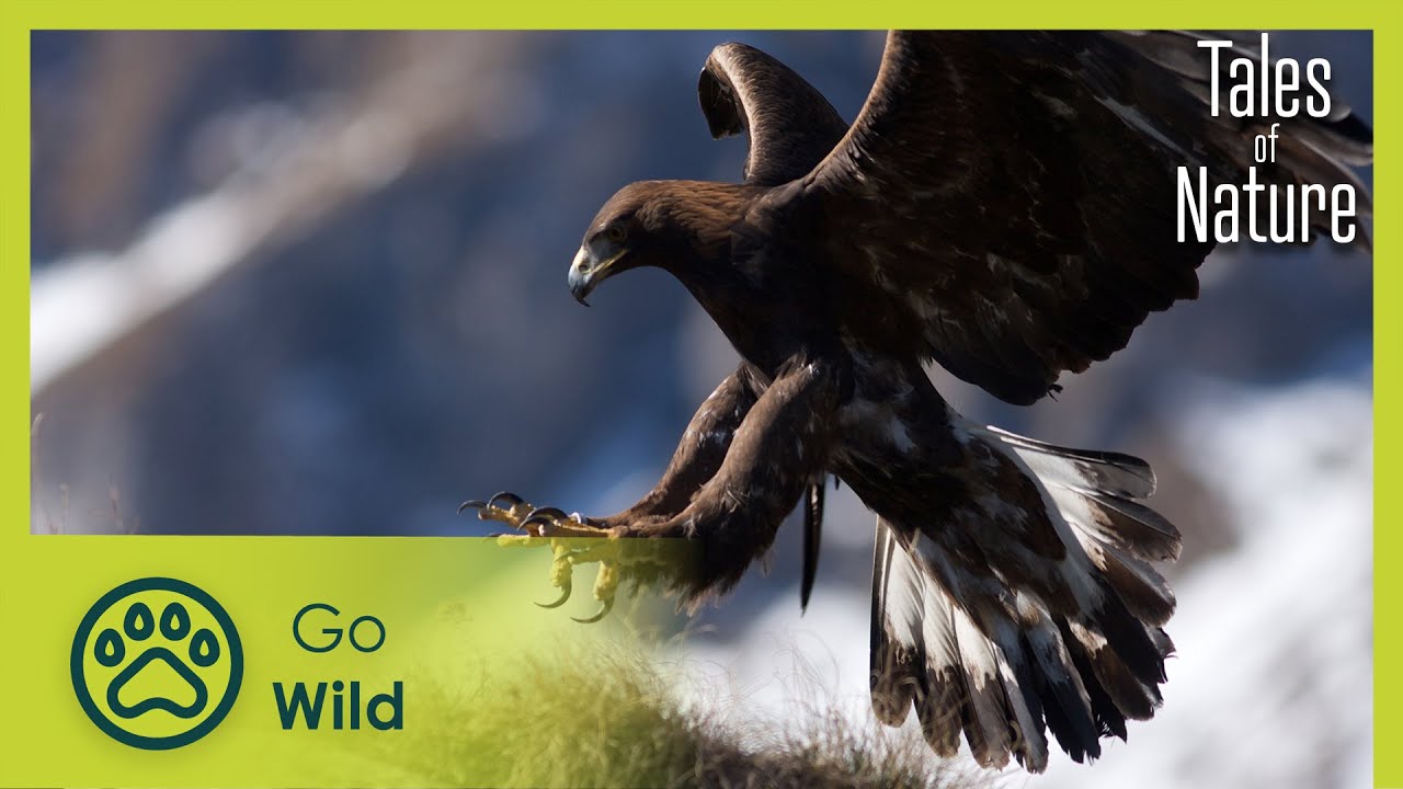 Alpine Peaks (Alpes) | Tales of Nature 5/10 | Go Wild