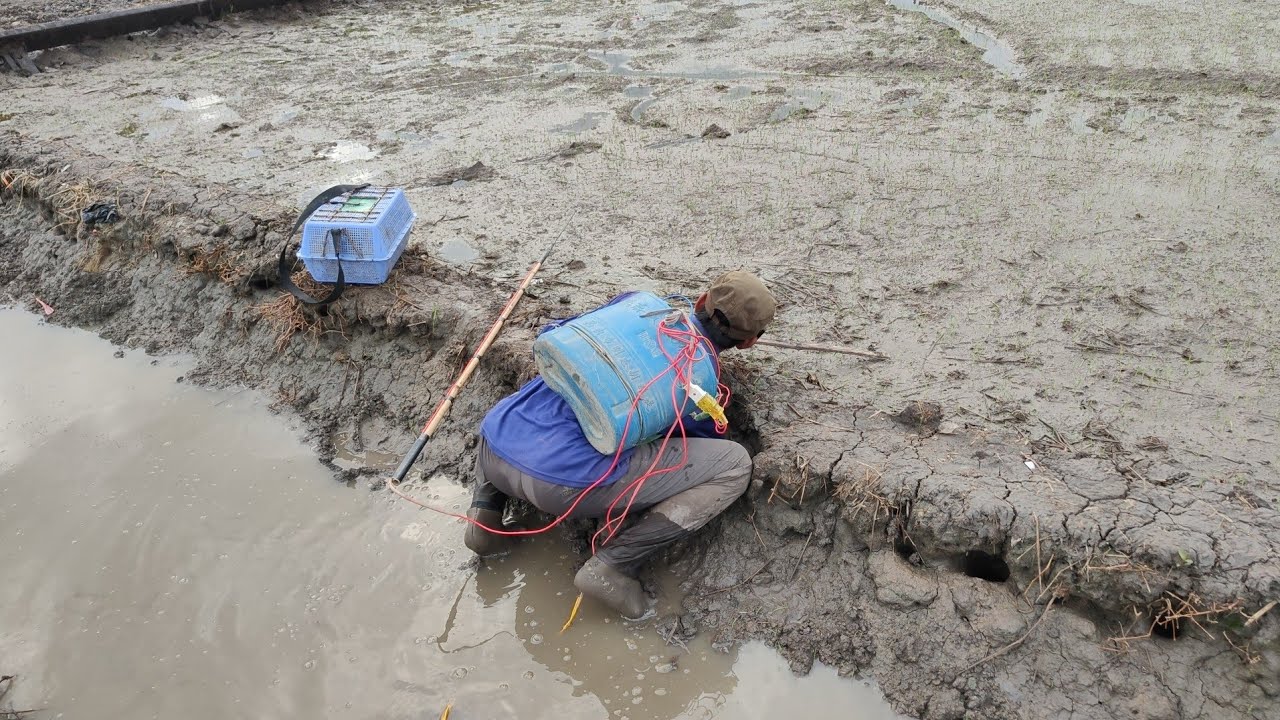 xiệt ếch hang đồng mới xạ lúa được nhiều ếch ngon