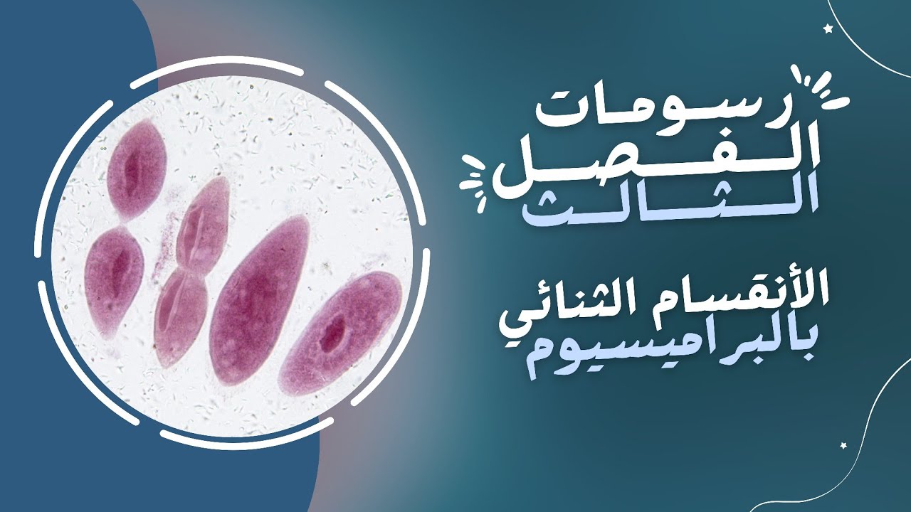تعليم رسم | خطوات رسم الانقسام الثنائي الطولي في البرامسيوم.