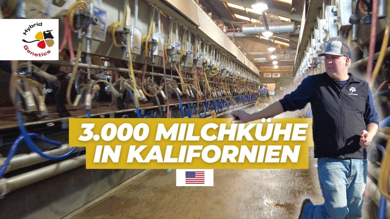 3 000 Milchkühe in Kalifornien