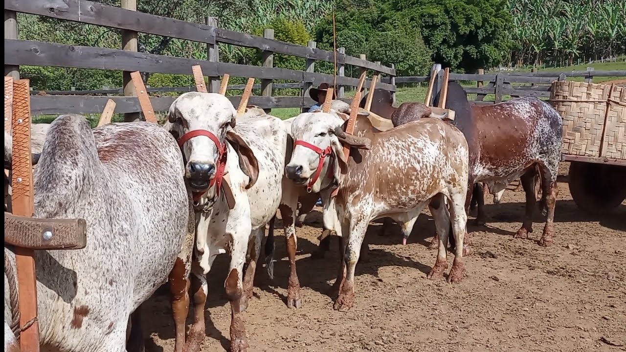 Encontro dos carreiros São João da mata