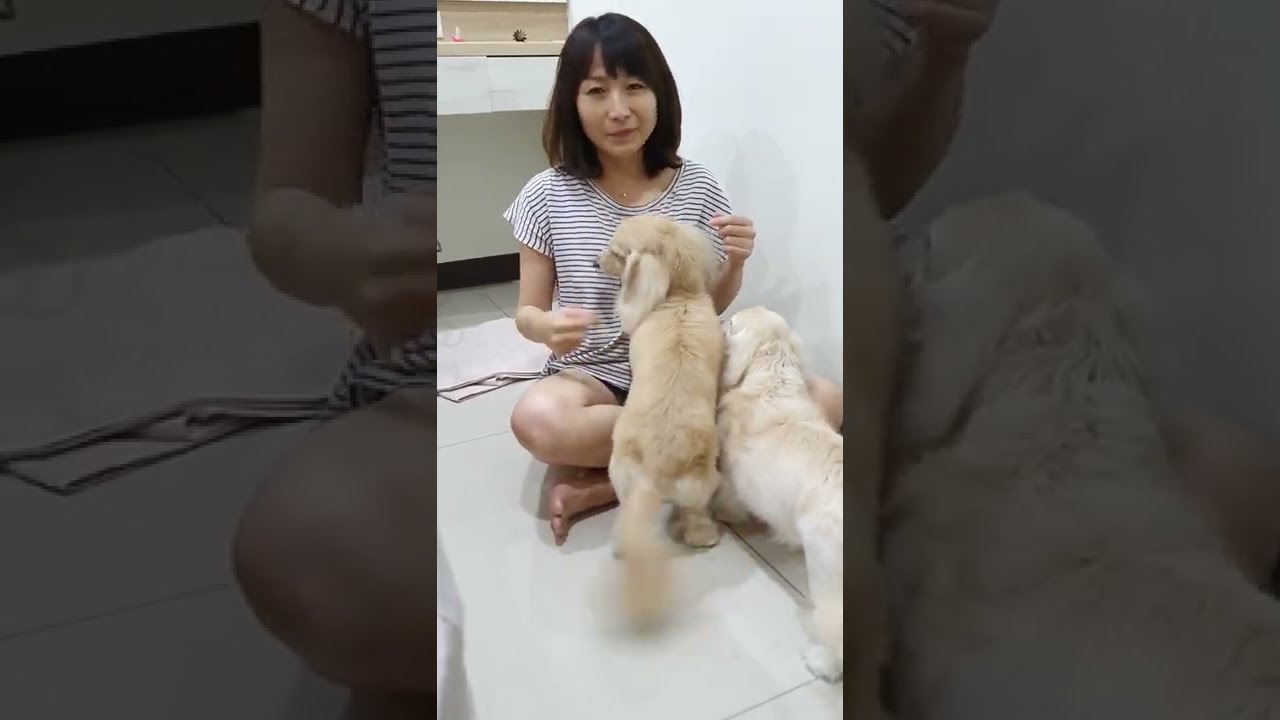 八年後的臘腸，一樣愛親媽咪  [My lovely dachshund Dooffy still non stop licking me after 8 years]