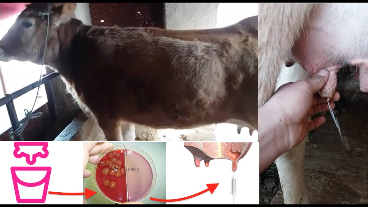 МАСТИТ У ТЕЛОК И НЕТЕЛЕЙ! КАК ЭТО???