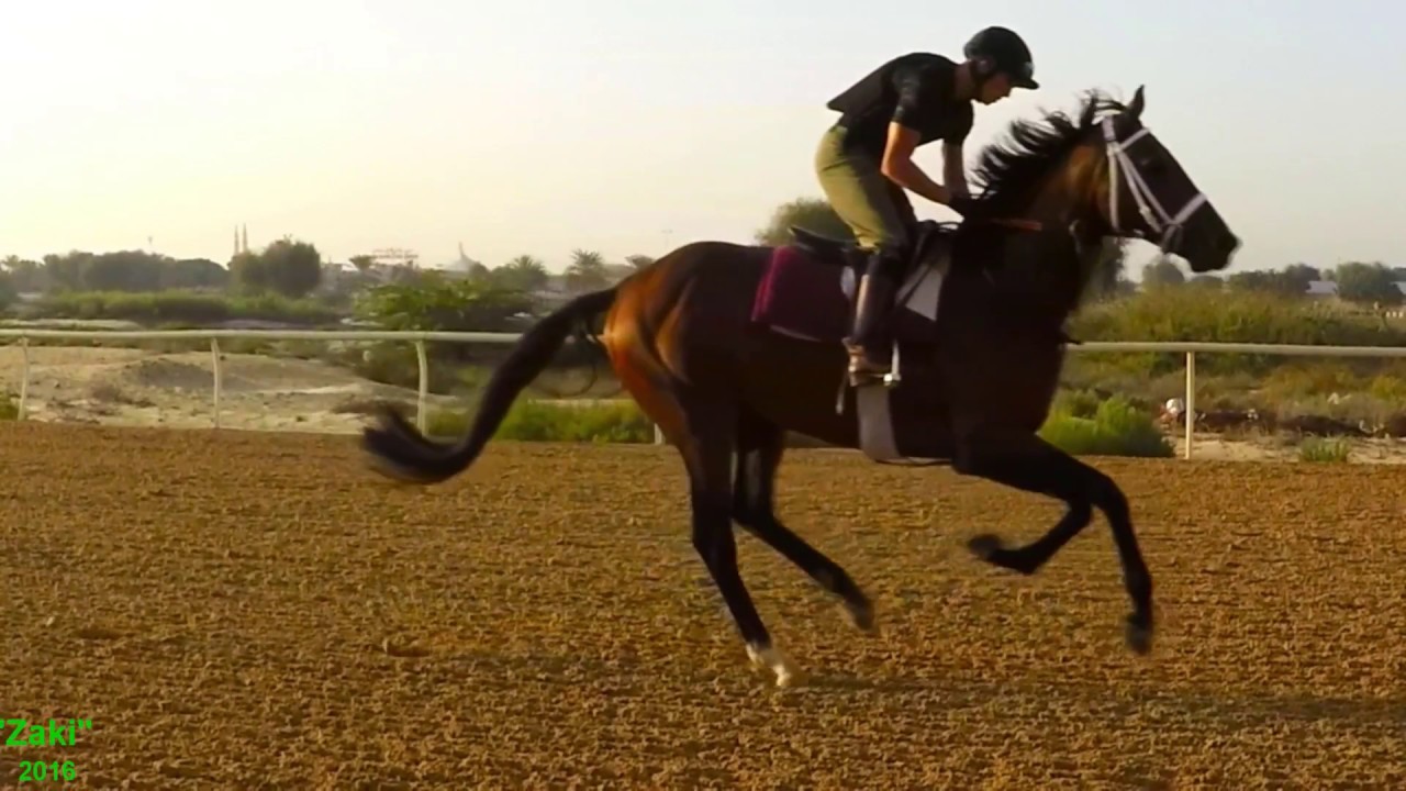 Horses: Gallop in Slow Motion