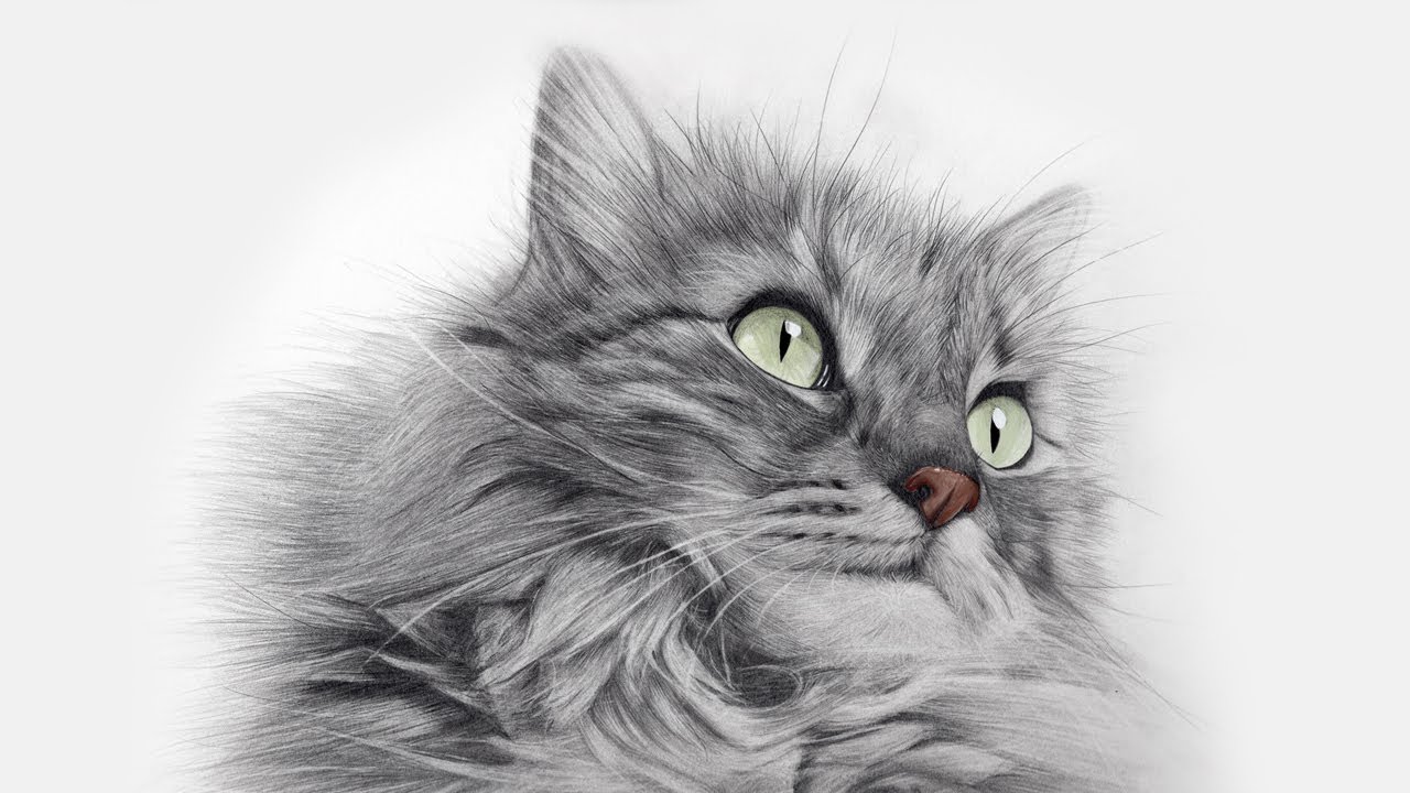 고양이 얼굴 드로잉 (Drawing Cat Face)