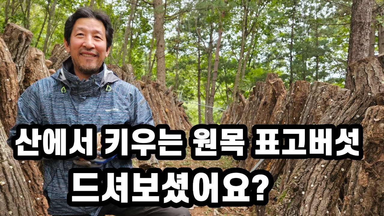 청정자연에서 키우는 원목표고버섯 소개