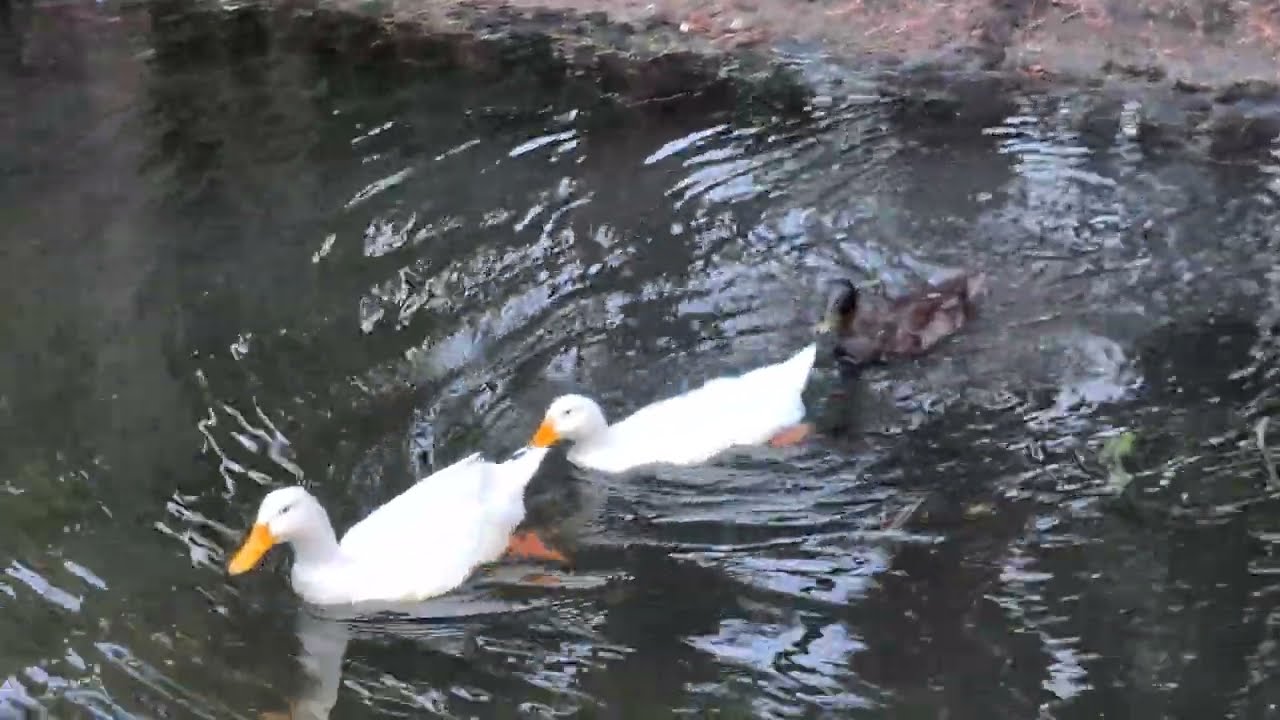 3 ducks