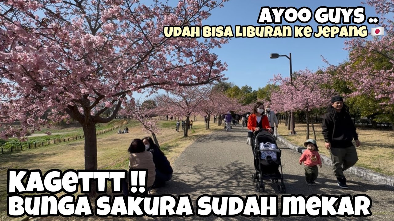 Bunga sakura sudah mekar, nostalgia pacaran dengan istri jepang di bawah pohon sakura