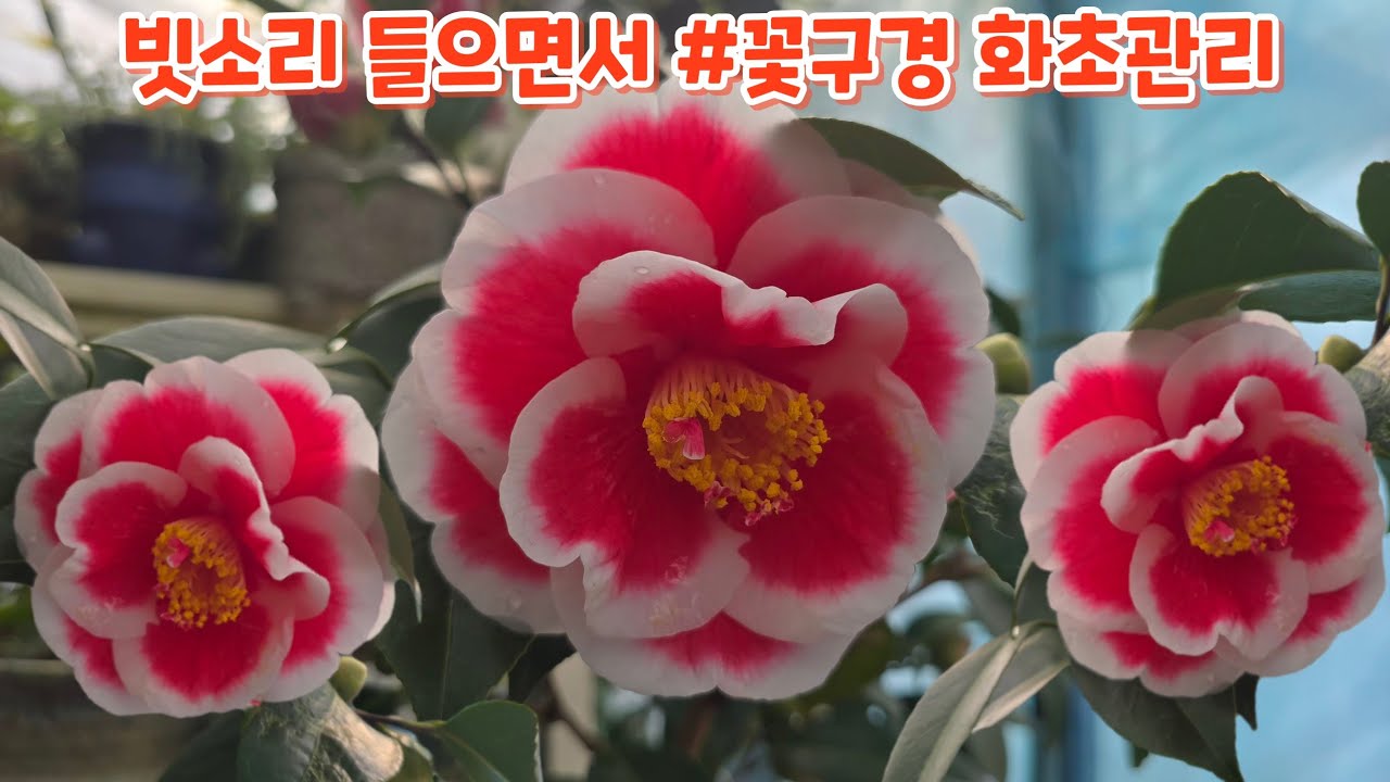 빗소리 들으면서 #꽃구경 #화초관리