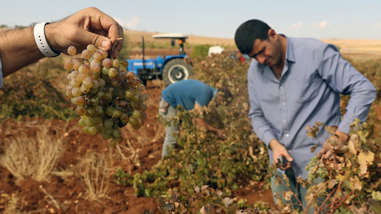 Midyat'ta şarap mevsimi: Süryaniler binlerce yıllık şarap kültürünü sürdürüyor
