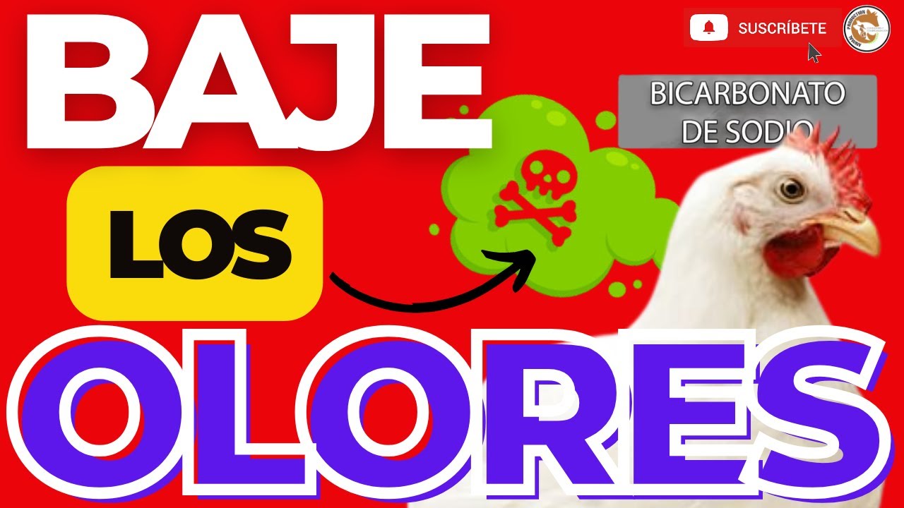 😲COMO BAJAR LOS MALOS OLORES CON BICARBONATO EN LOS POLLOS DE ENGORDE😎