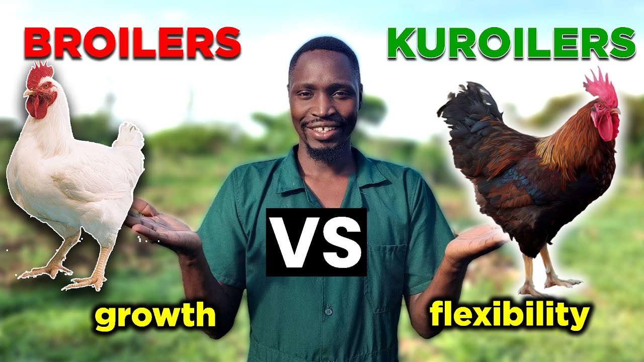 BROILERS vs KUROILERS Which is BETTER?