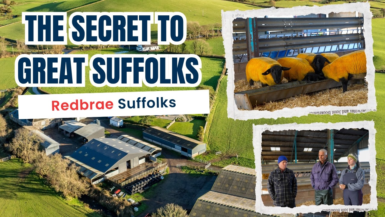 Redbrae Suffolks: 30 Years of Breeding Excellence