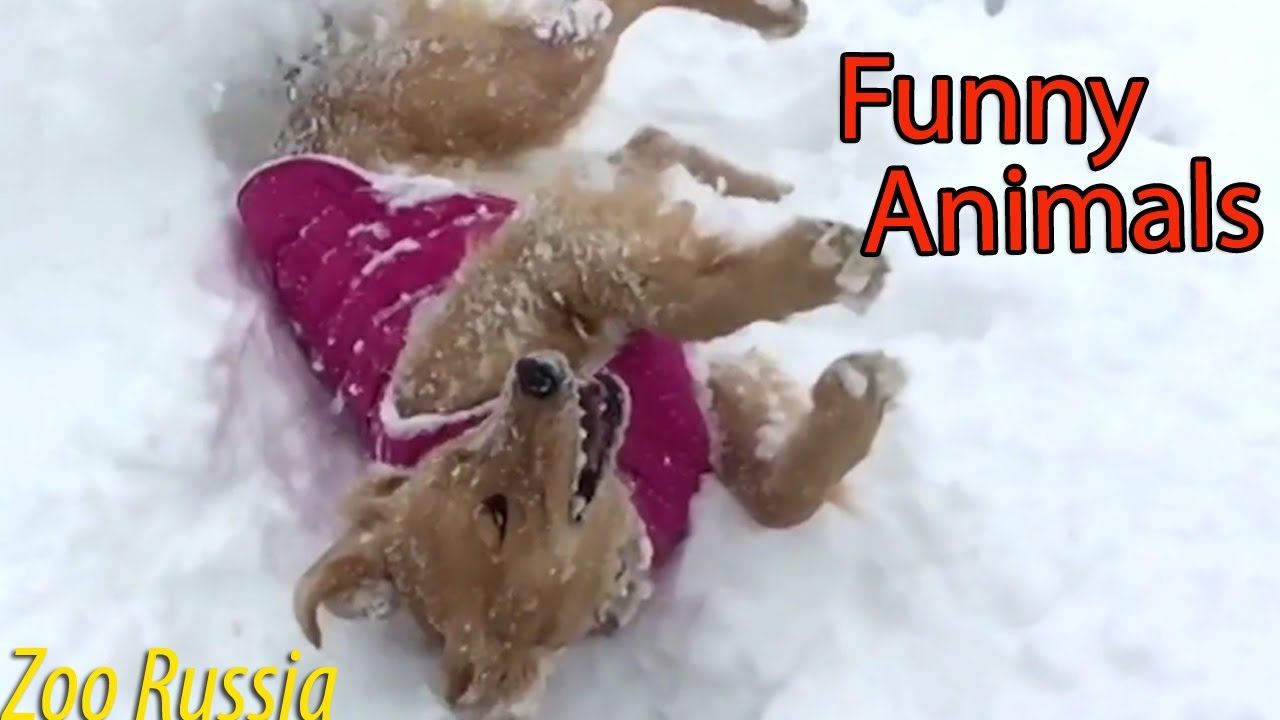 Best Funny Animal Compilation 2016 #46