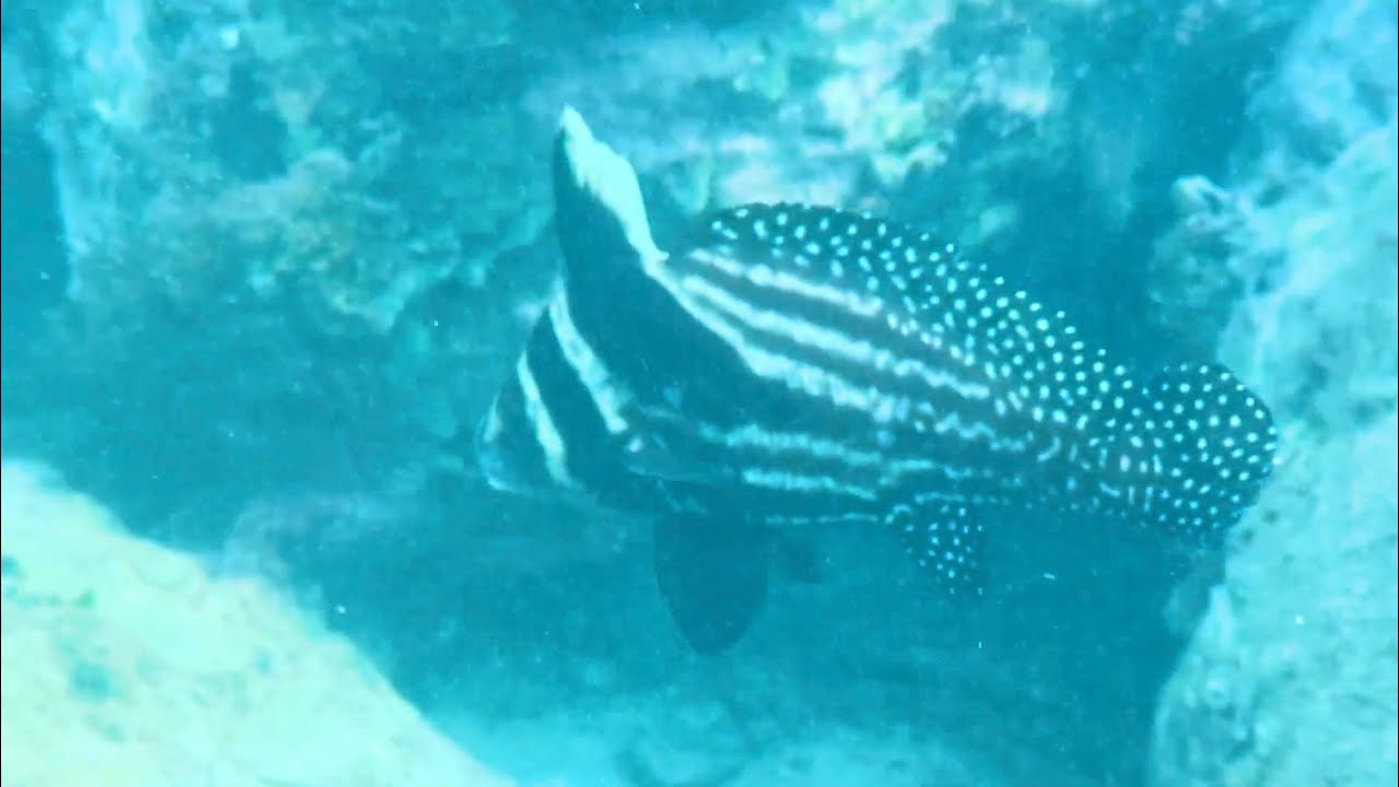 Menacing & bizarre underwater life at Cotton House
