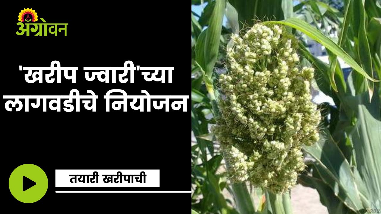 अशी करा Kharip Jowar ची लागवड | ॲग्रोवन