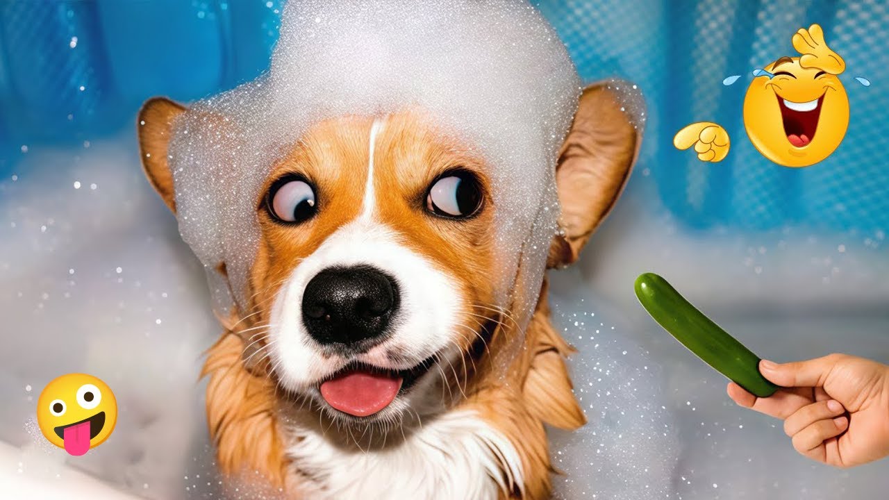Hilarious Animal Videos 😹🐶 Funniest Dog Clips Compilation 🐾 #26