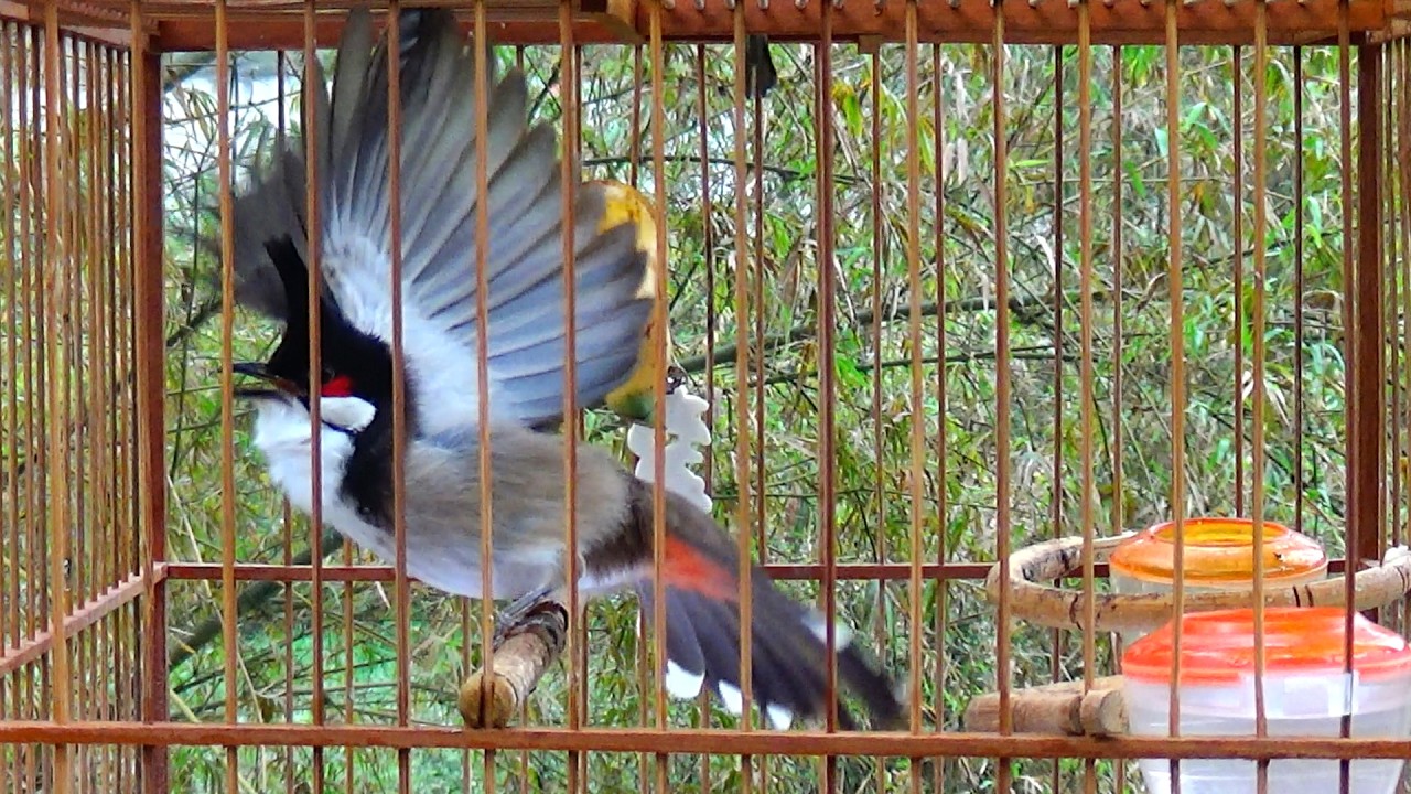 Kích chào mào CHÉ | Chào mào RO kích ché, Cách luyện chào mào hót căng lửa, chào mào rò kích trống