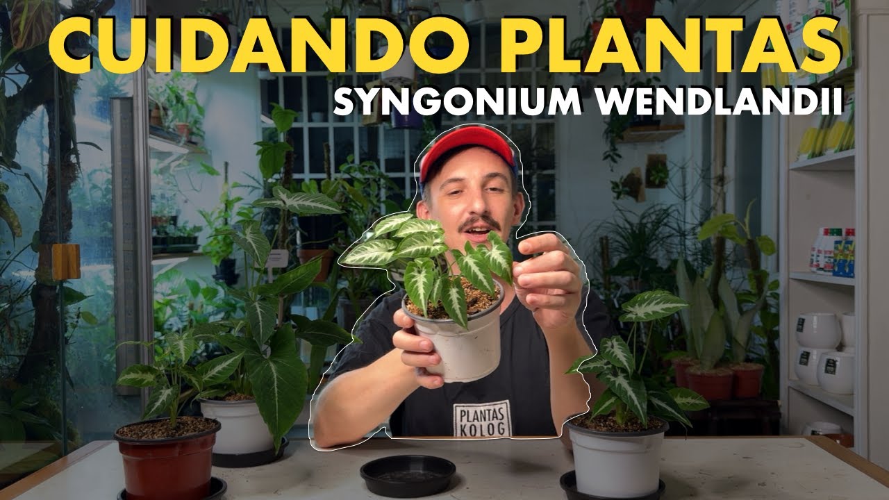 🪴 Aprendé todos los cuidados del Syngonium wendlandii y llevalo a su punto máximo de crecimiento 🙌🏻