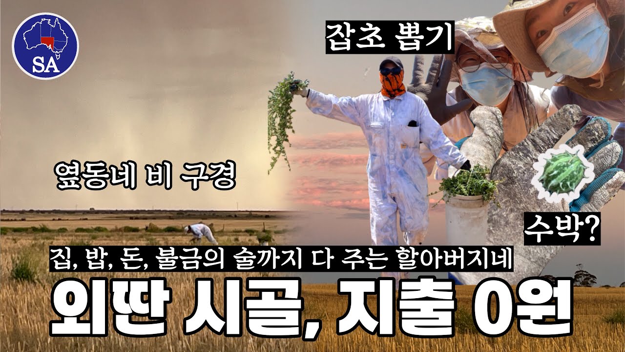 🇦🇺 정말 우리 밖에 없어요.. 돈도 모으고 특별했던 경험, SA주 시골 농장 잡초뽑기