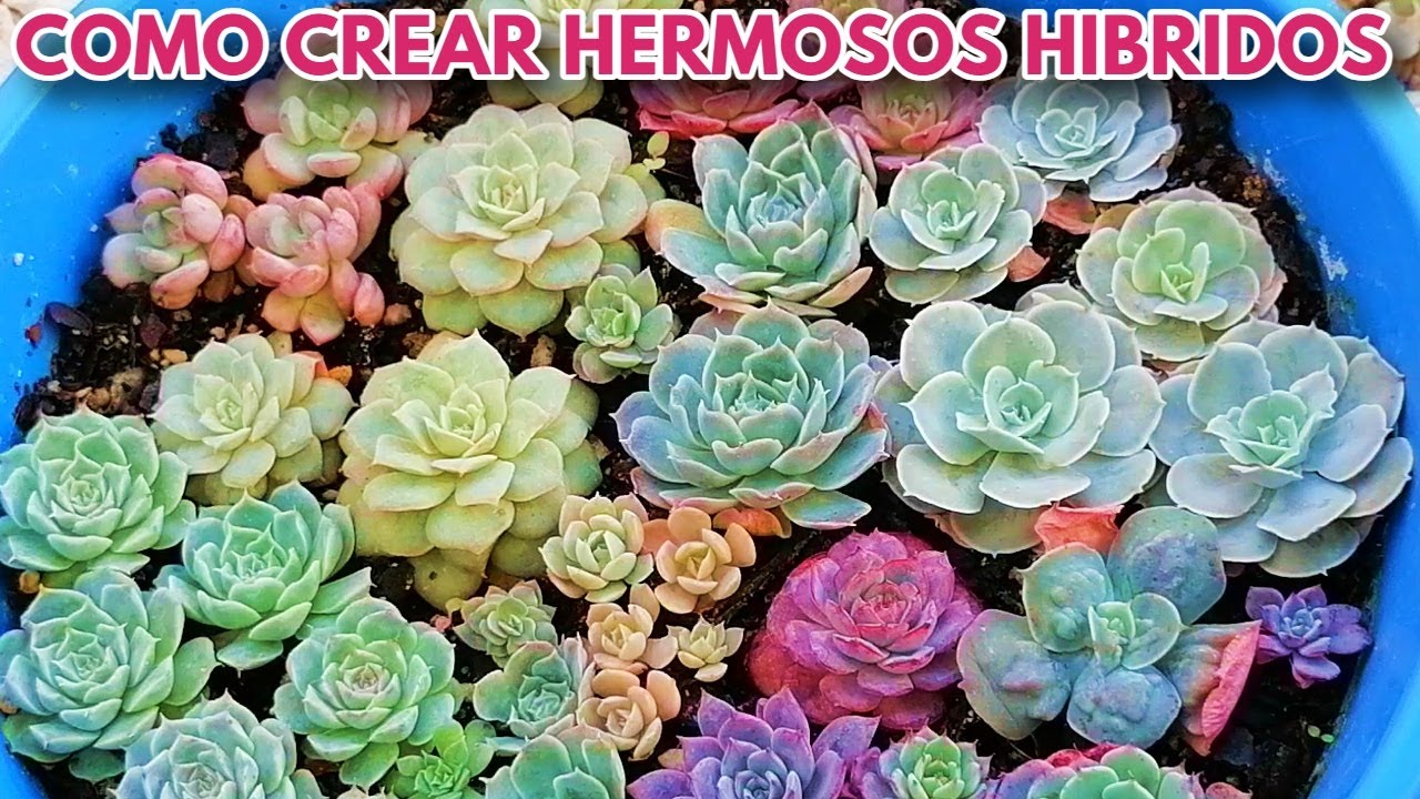 como hibridar suculentas donsuculento
