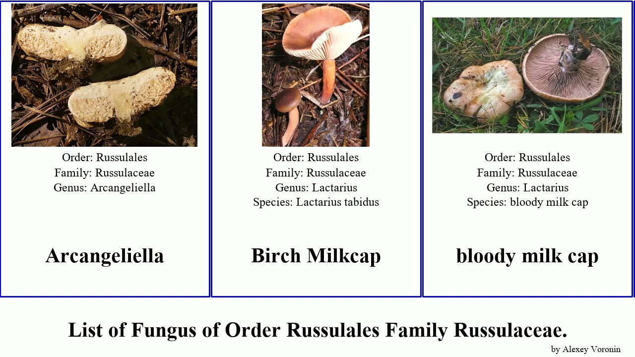 Fungus of Order Russulales Family Russulaceae lactarius subsect minor cap pan milk grass solaris