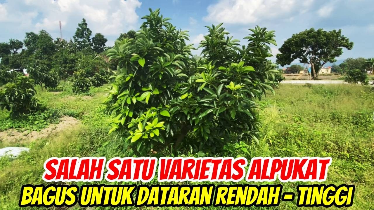 ALPUKAT TA21 - Cocok di Dataran Rendah Sampai Tinggi