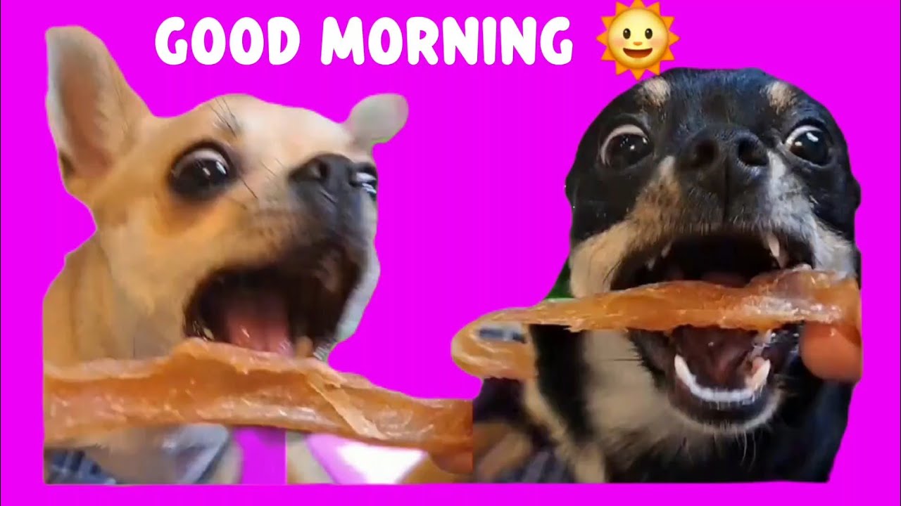 Three Chis and me is live! #live #dog #animals