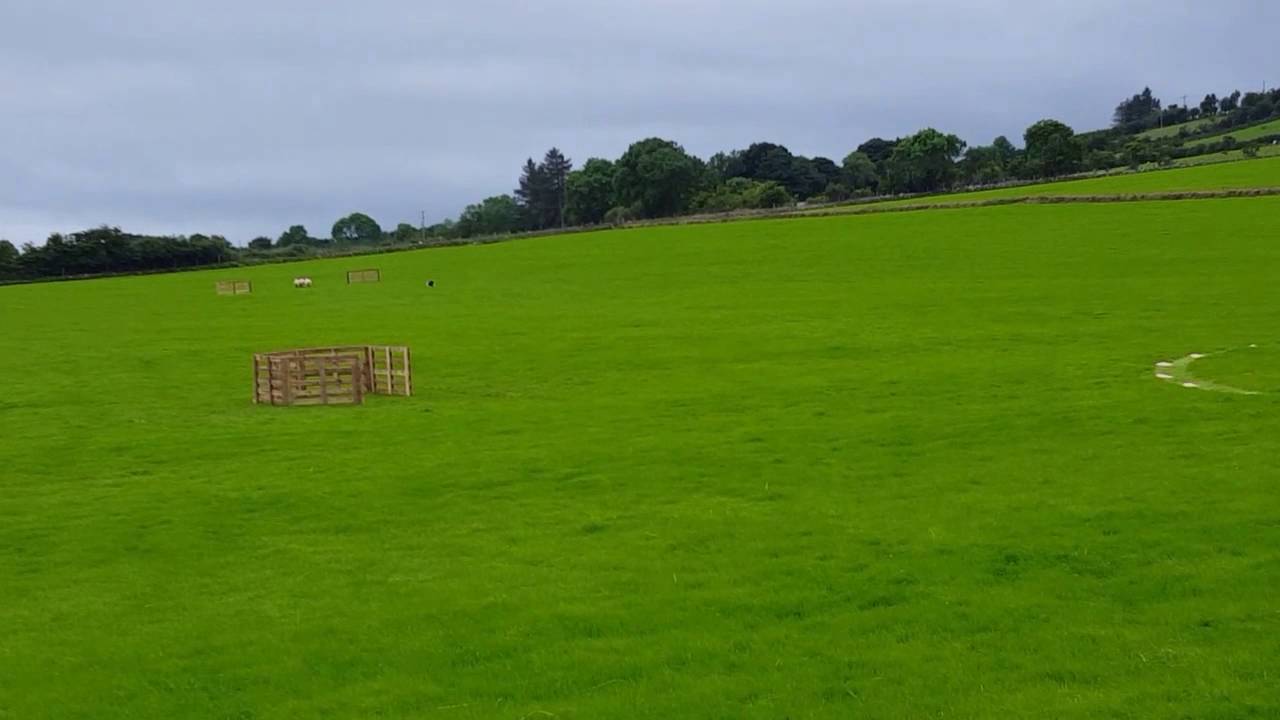 National Sheepdog Trials: do you know the rules?