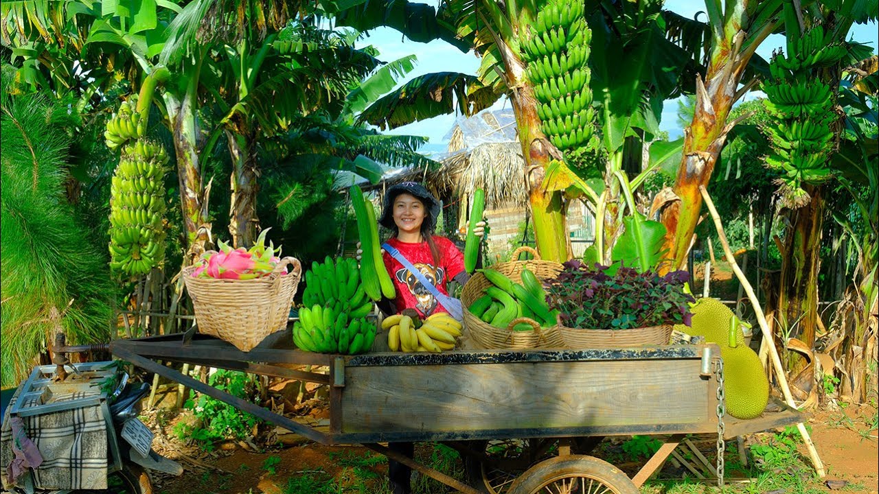 Harvest: Luffa, Banana, Jackfruit, Chili, Mushroom, Perilla, Dragon Fruit To Sell At The Market,Farm