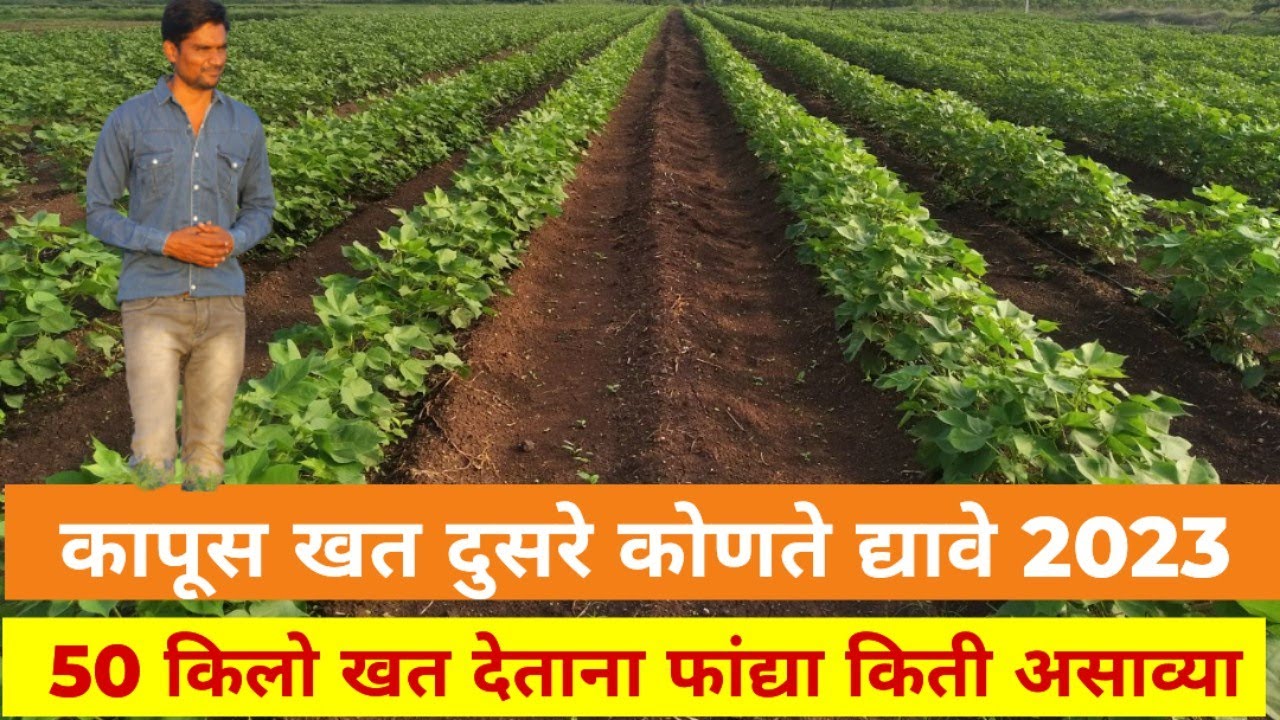 कापूस खत व्यवस्थापन दुसरे कोणते आणि कधी !5 मिनिट वेळ काढा वर्ष वायला जाणार नाही