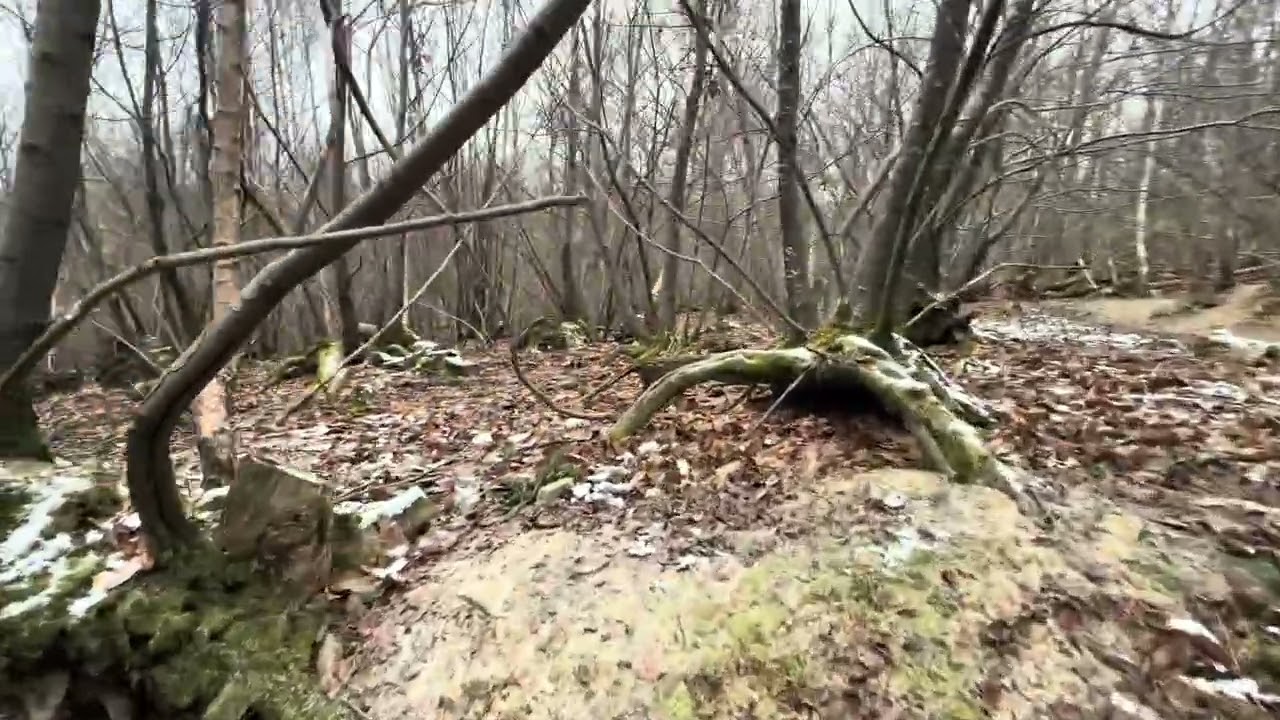 Clay Hill Wood 6th January 2026 Part 1
