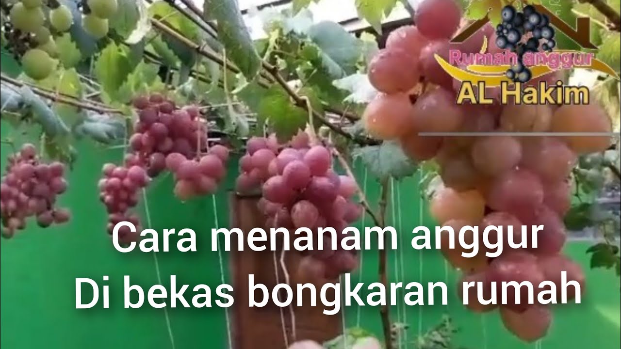 CARA MENANAM ANGGUR DI LAHAN BEKAS BONGKARAN RUMAH,@rumahangguralhakim