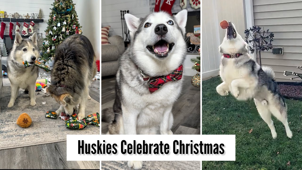 Huskies Celebrate Christmas 