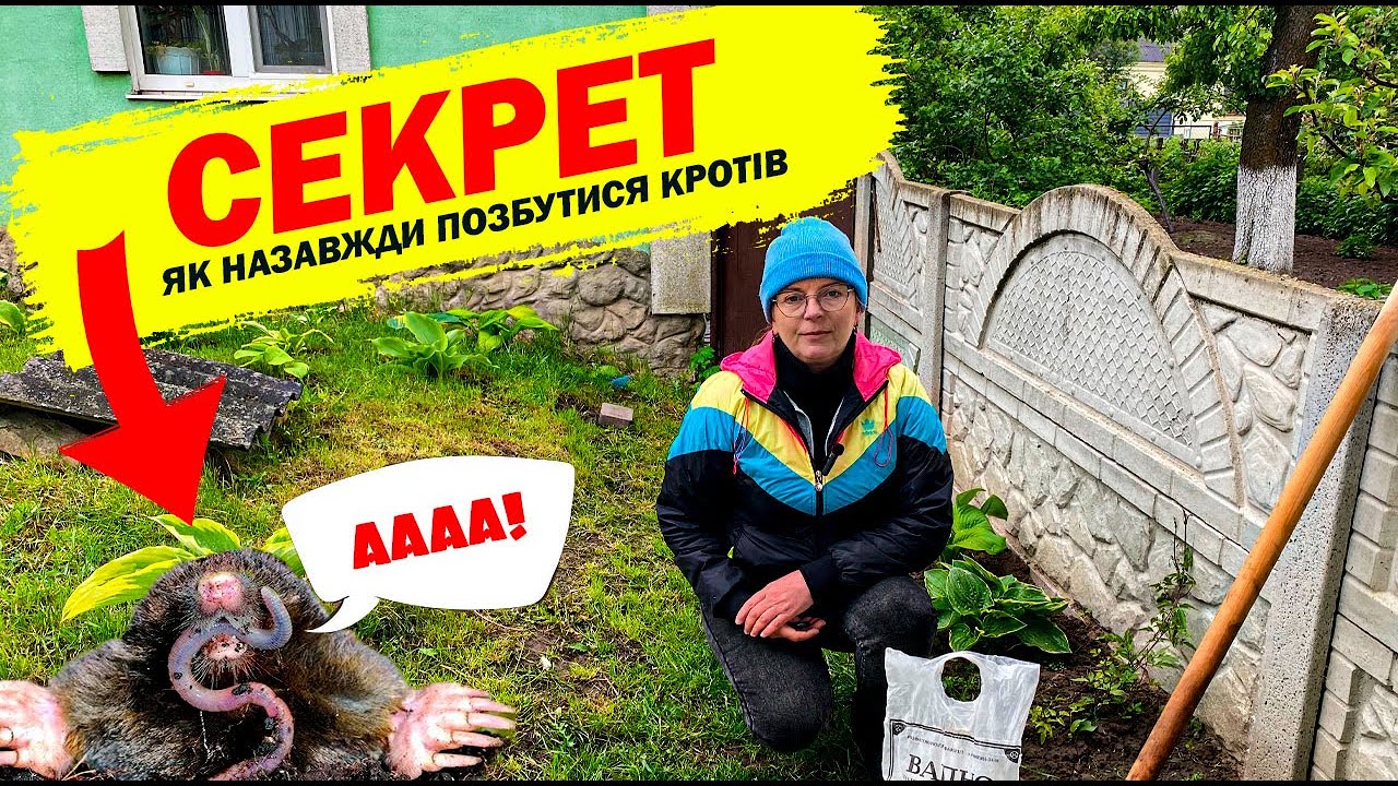 СЕКРЕТ! Як назавжди позбутися кротів  — простий метод, який працює 🐾🧨