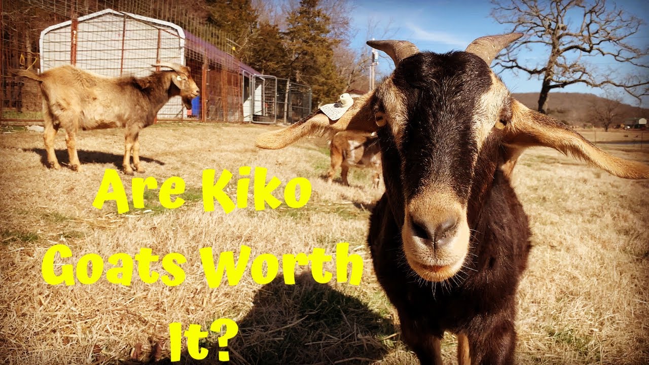 Почему мы выращиваем коз KIKO?! | Что за шумиха?