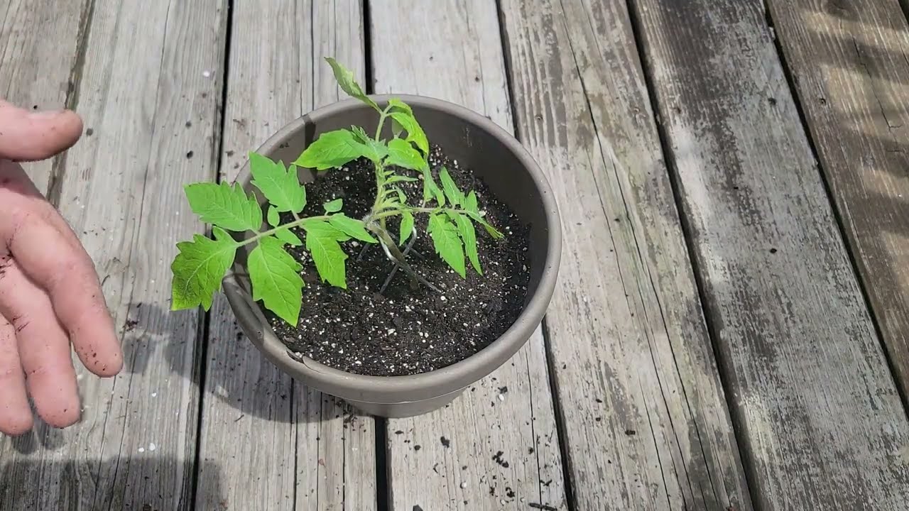 a trick to increase your tomato plant yields
