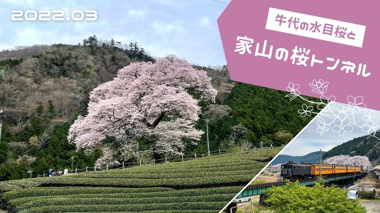 家山の桜トンネル｜牛代の水目桜（静岡県/島田市）家山地区を桜巡り！